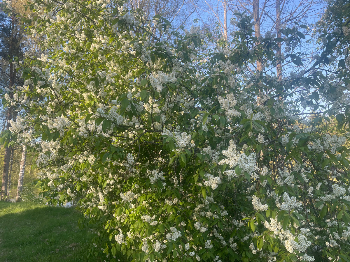 Какой аромат стоит..