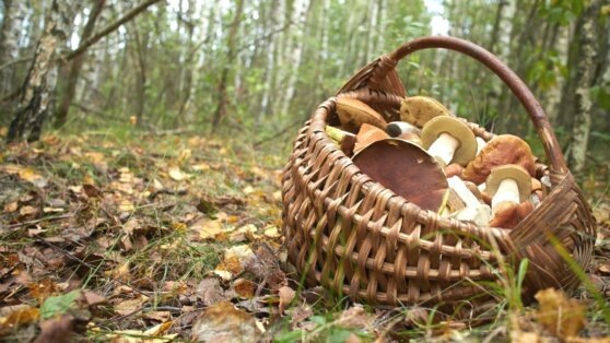    Штраф до 1 млн рублей: какие грибы советуют обходить стороной © Shutterstock / Fotodom