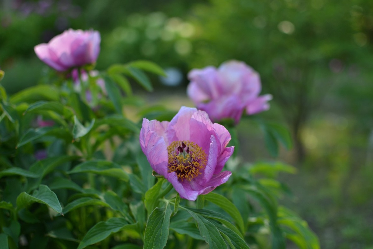 Пион обратнояйцевидный, здесь и далее все фото автора 