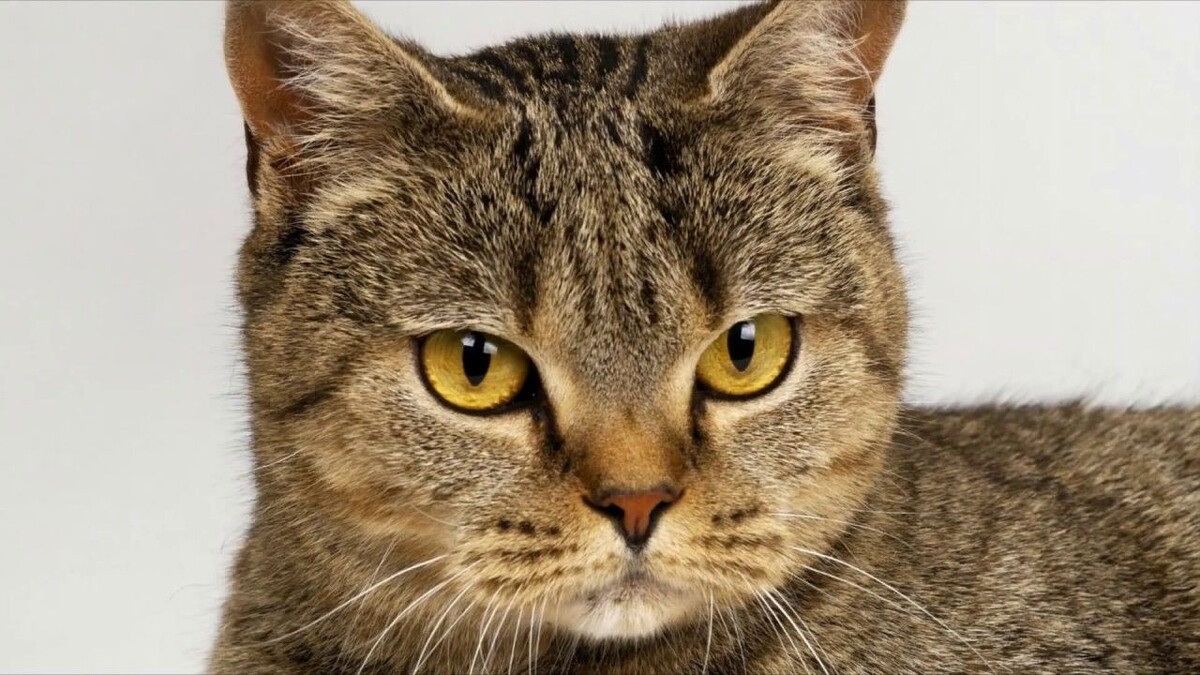 Фото из Интернета.