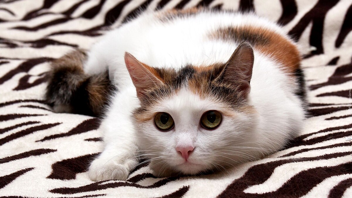 Фото из Интернета.