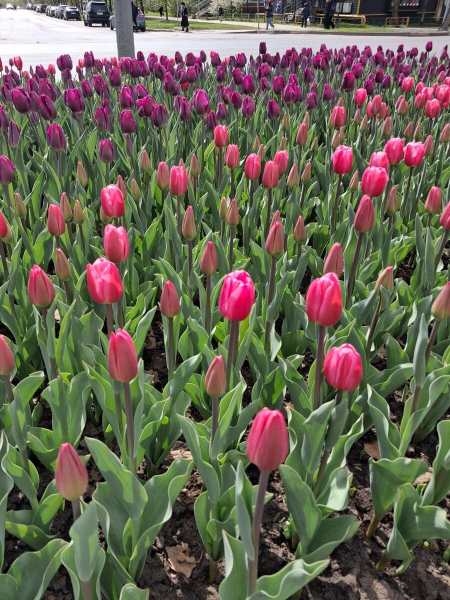 Тюльпаны в Сормове. Фото автора.