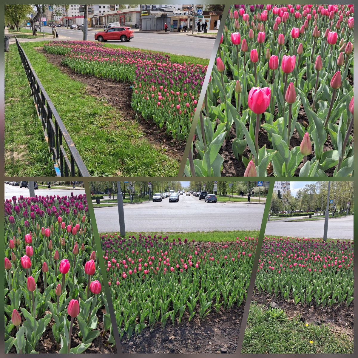 Клумба на ул. Культуры. Фото автора.