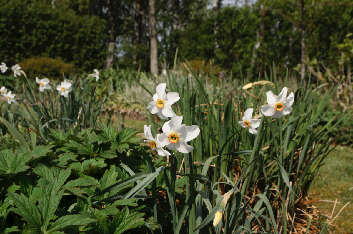 Поэтические нарциссы. Очень ароматная группа нарциссов.