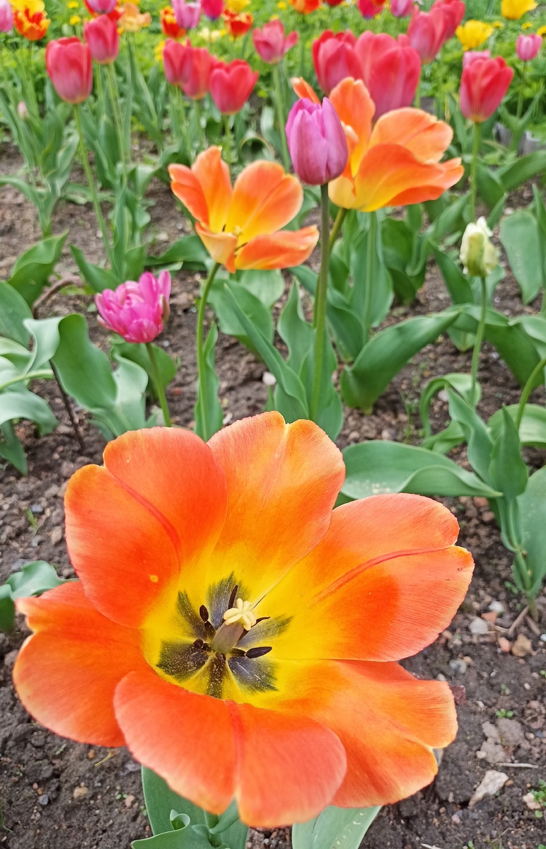 Новые тюльпаны посадила прошлой осенью. Фото автора