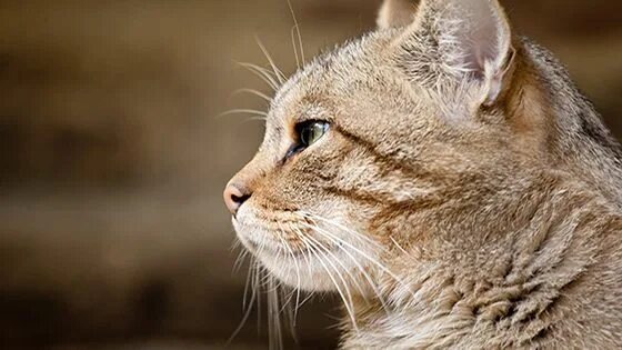 Фото из Интернета.