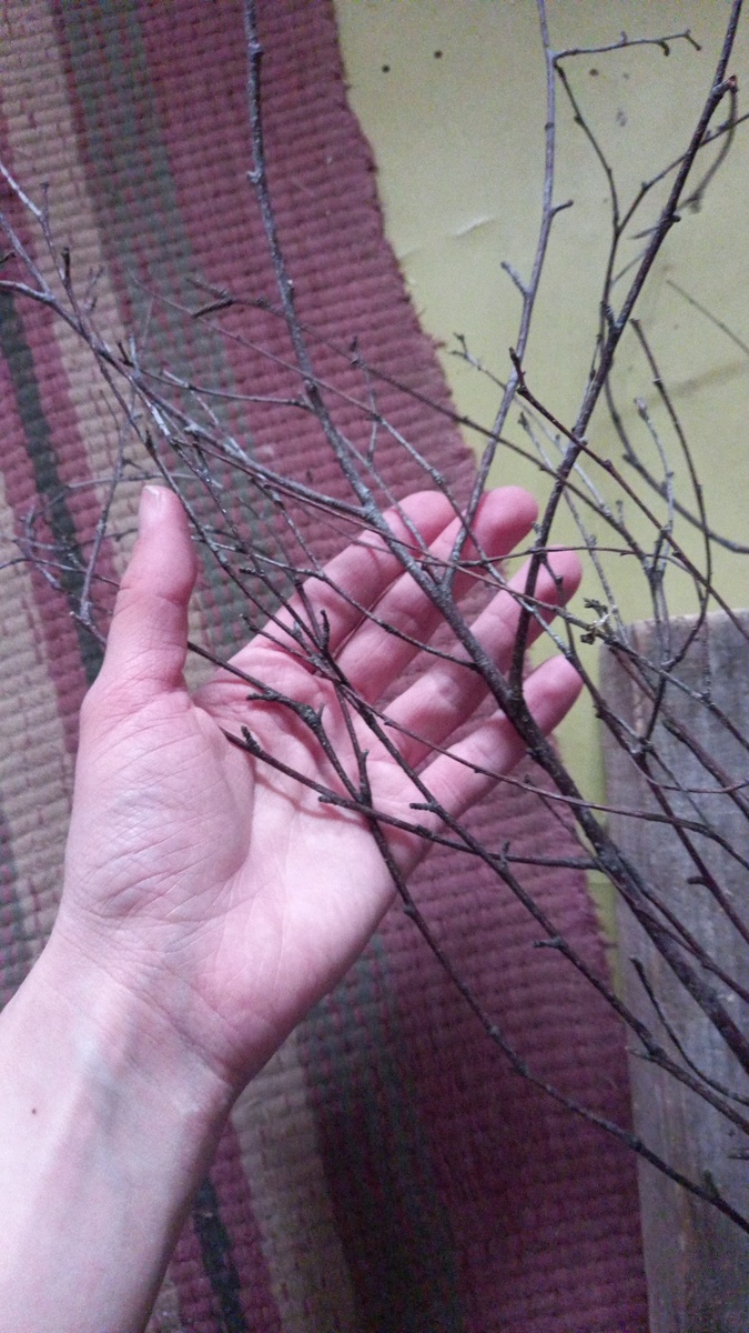 Ветки берёзы.