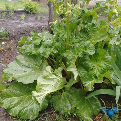 собственно ревень 