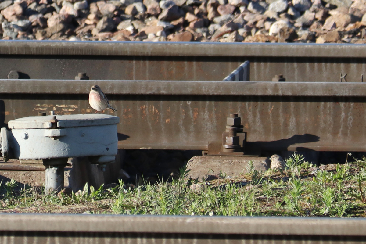 Слева самец, а справа - самка