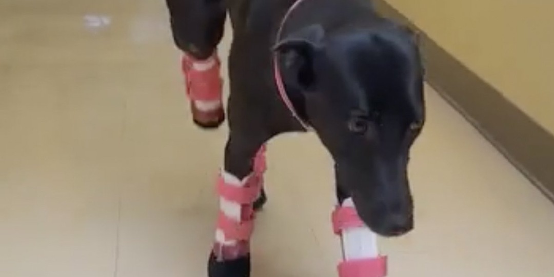 Собакам подарили протезы — теперь их жизнь в 100 раз лучше
