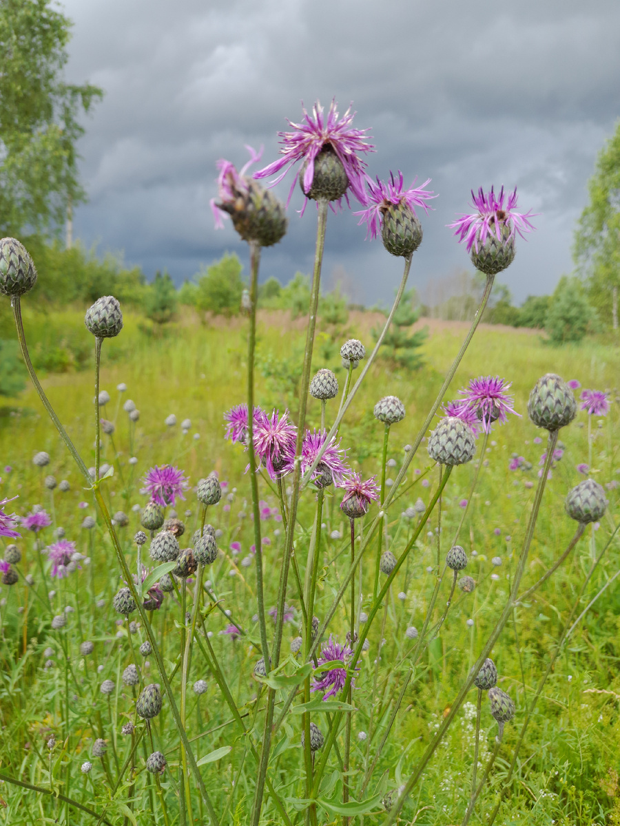 А вот и бодяк на лугу