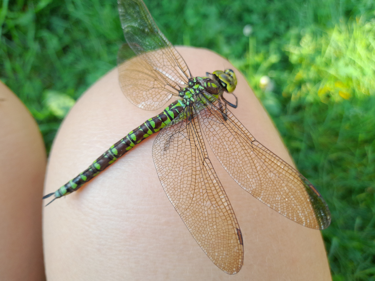 Изумрудная стрекоза
