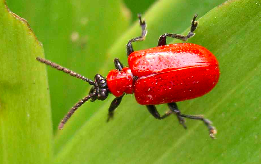 Фото с Яндекс.Картинок