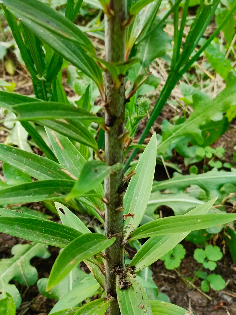 пиршество одной ночи. Фото автора