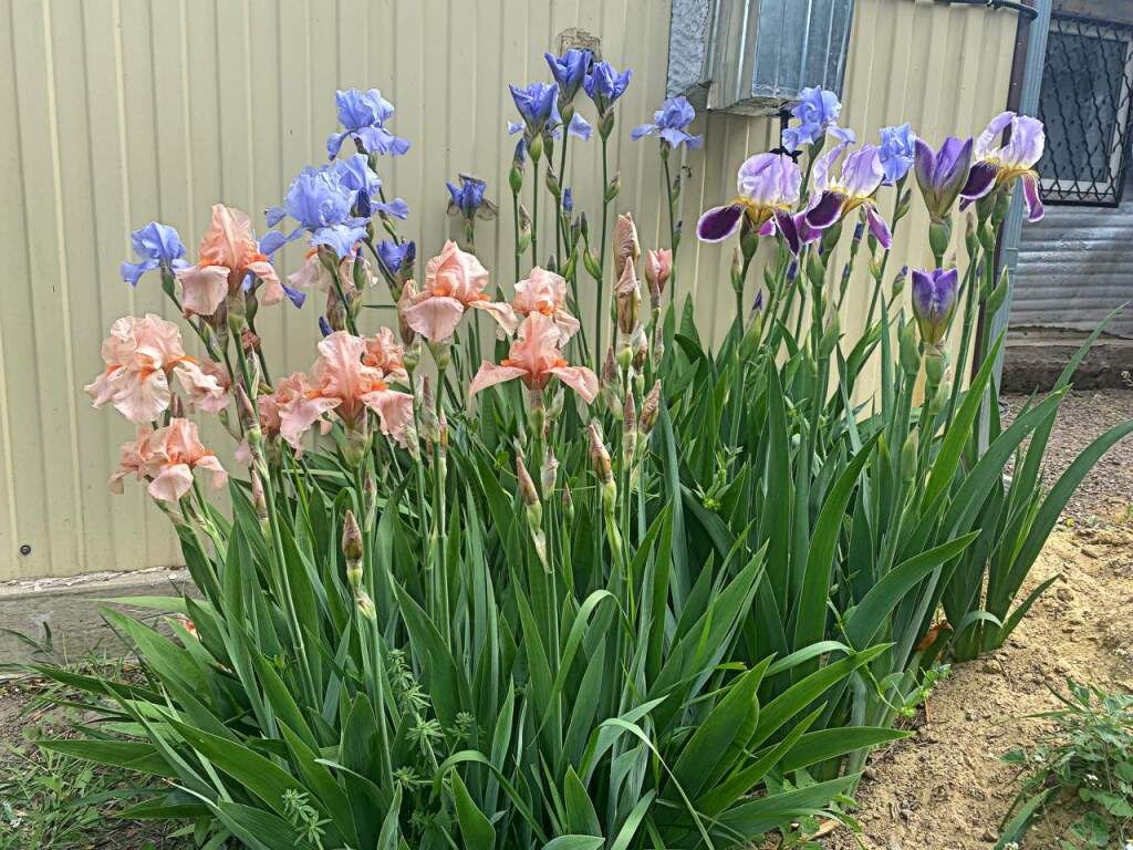   Фото: Е. Богачева. Галина Ященко