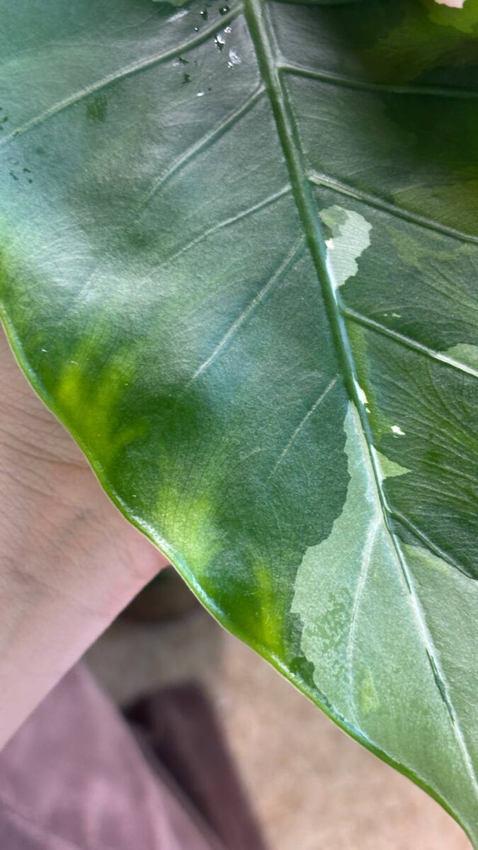 Вот так у меня выглядит новый лист у Окинавы Сильвер.