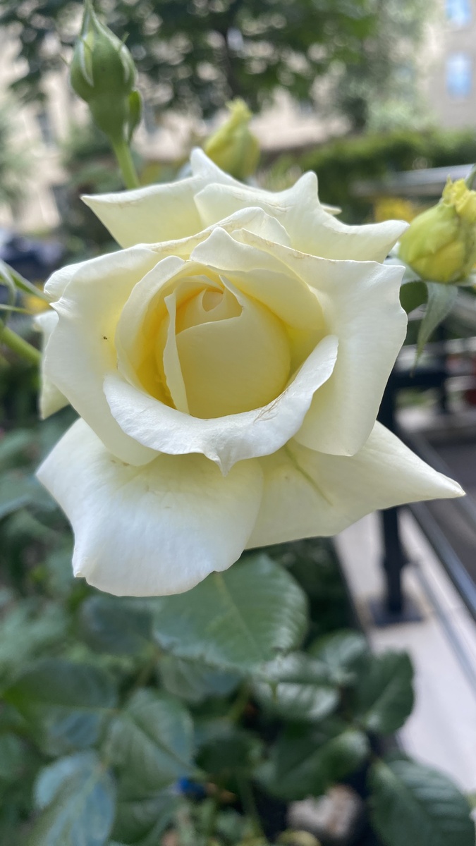 Молочная Роза. Фото автора 