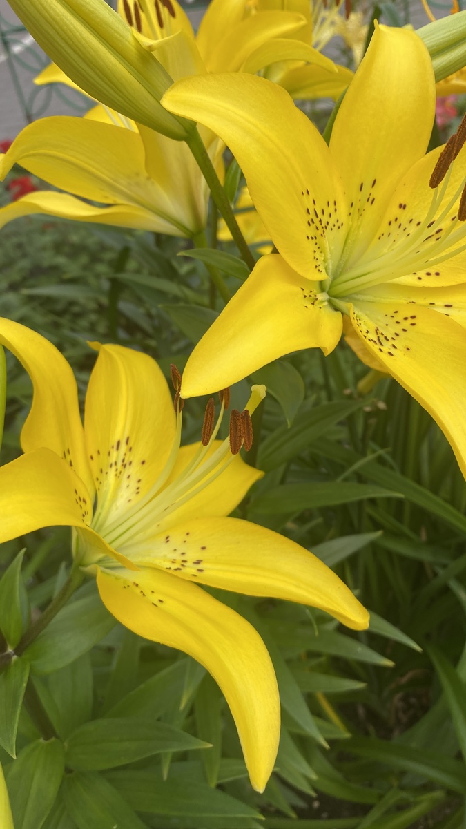 Желтые лилии. Фото автора