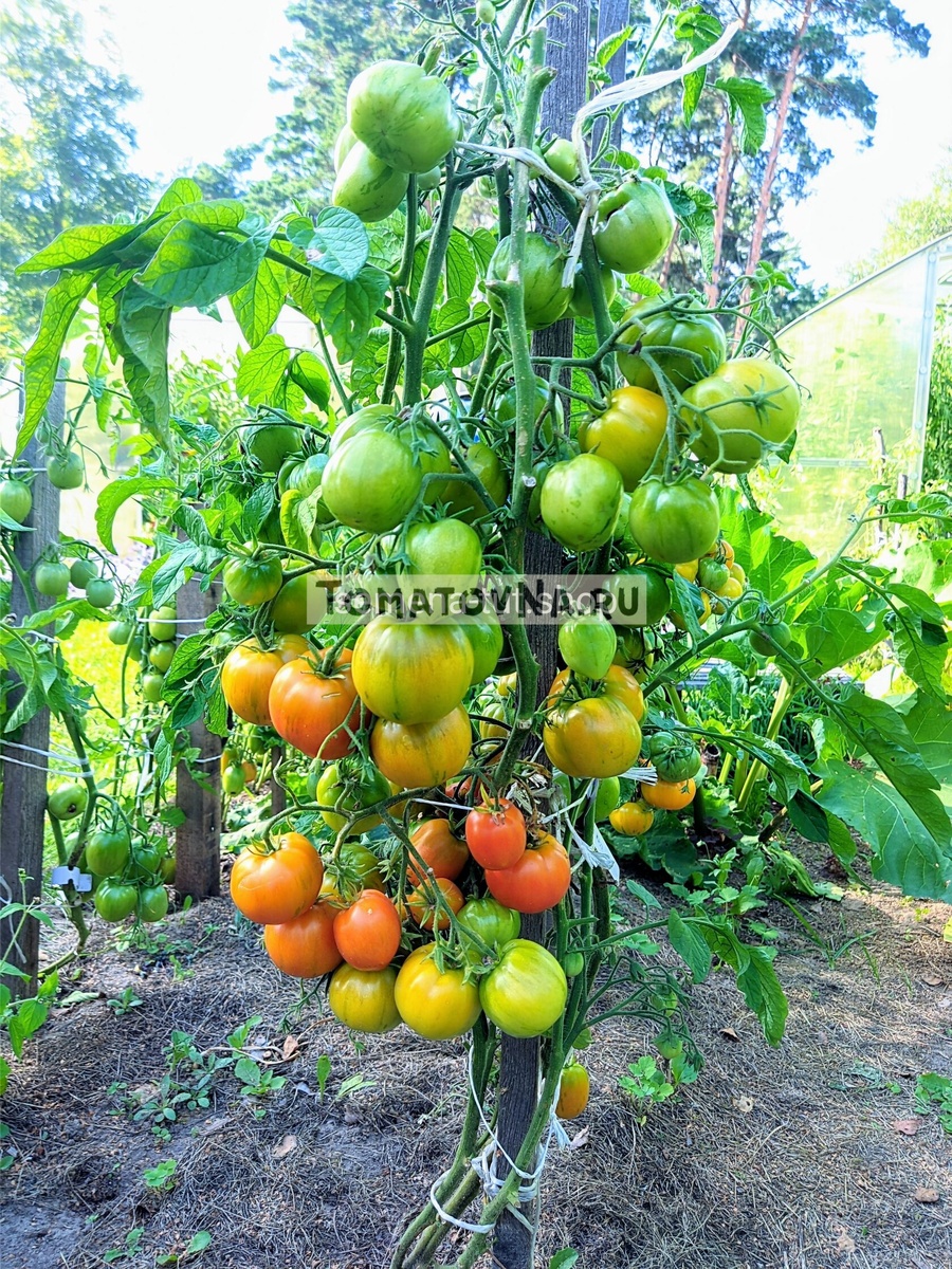 Индетерминантный гном "Динс Брэд Гейтс/Dean’s «Brad Gates" с обрезкой верхушек. Фото из нашего каталога 