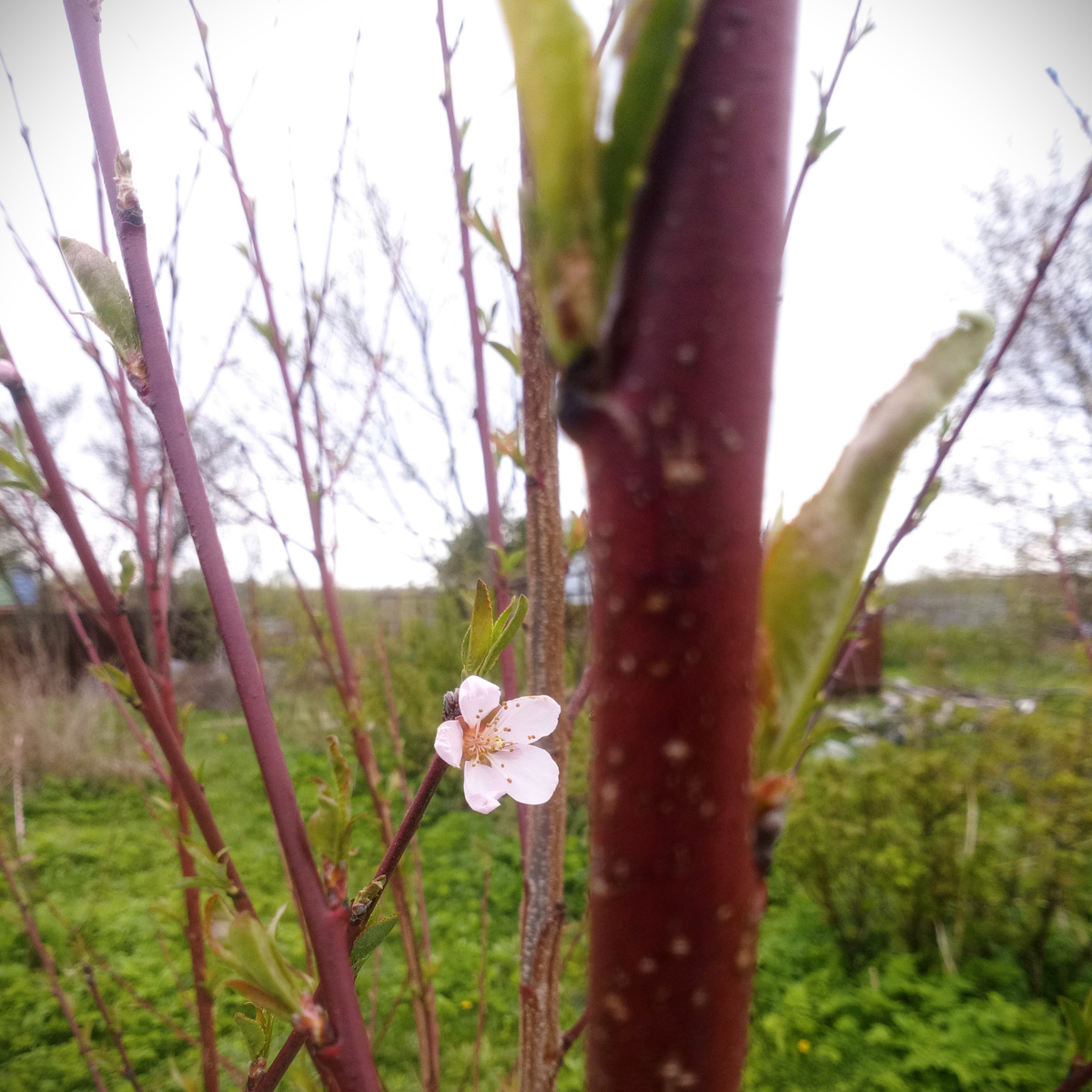 В этом году цвел нектарин) Несмотря на все заморозки