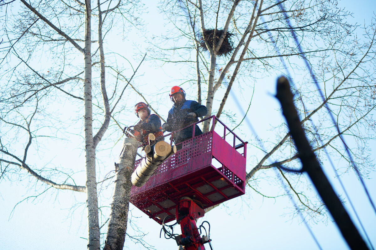    Начало вырубок, ноябрь 2022 года