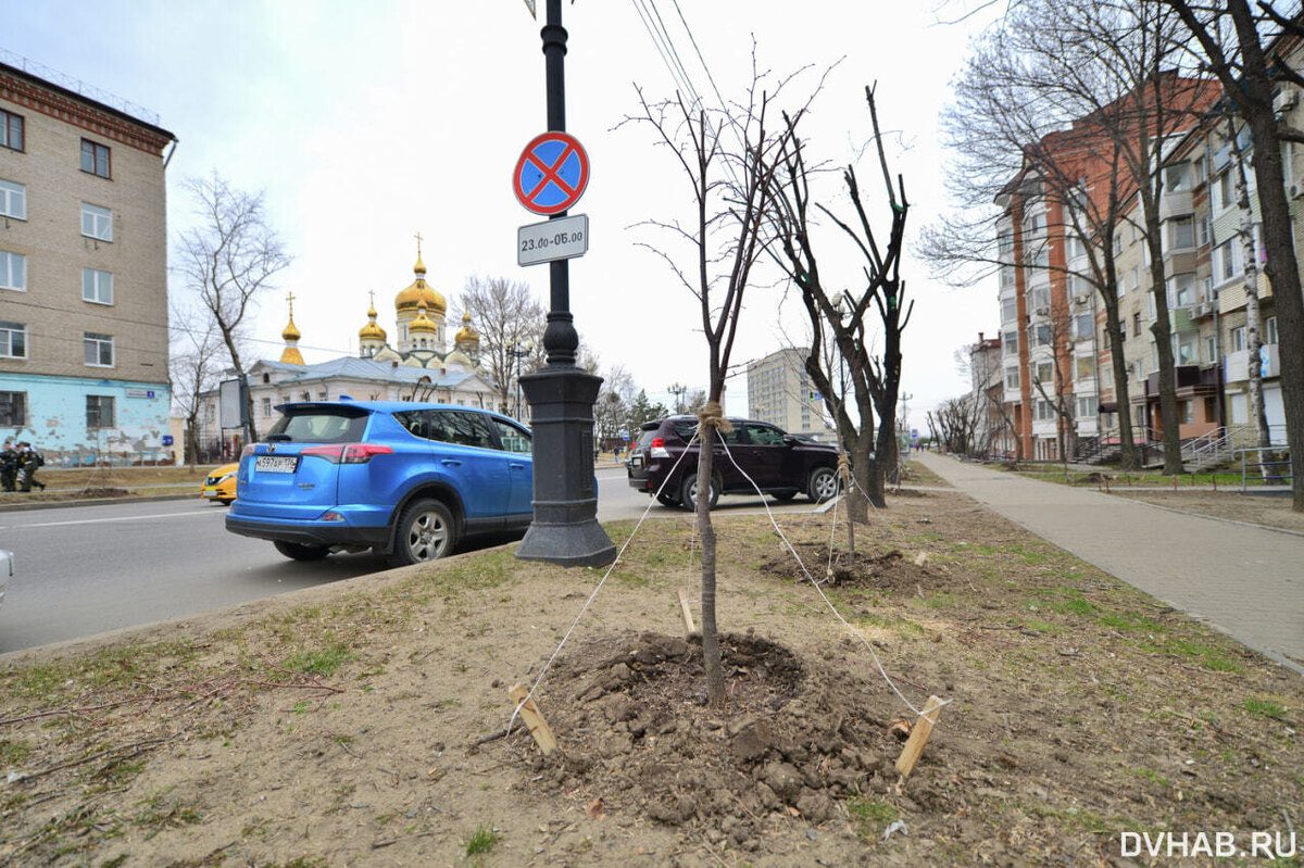    Апрель 2023, новые саженцы