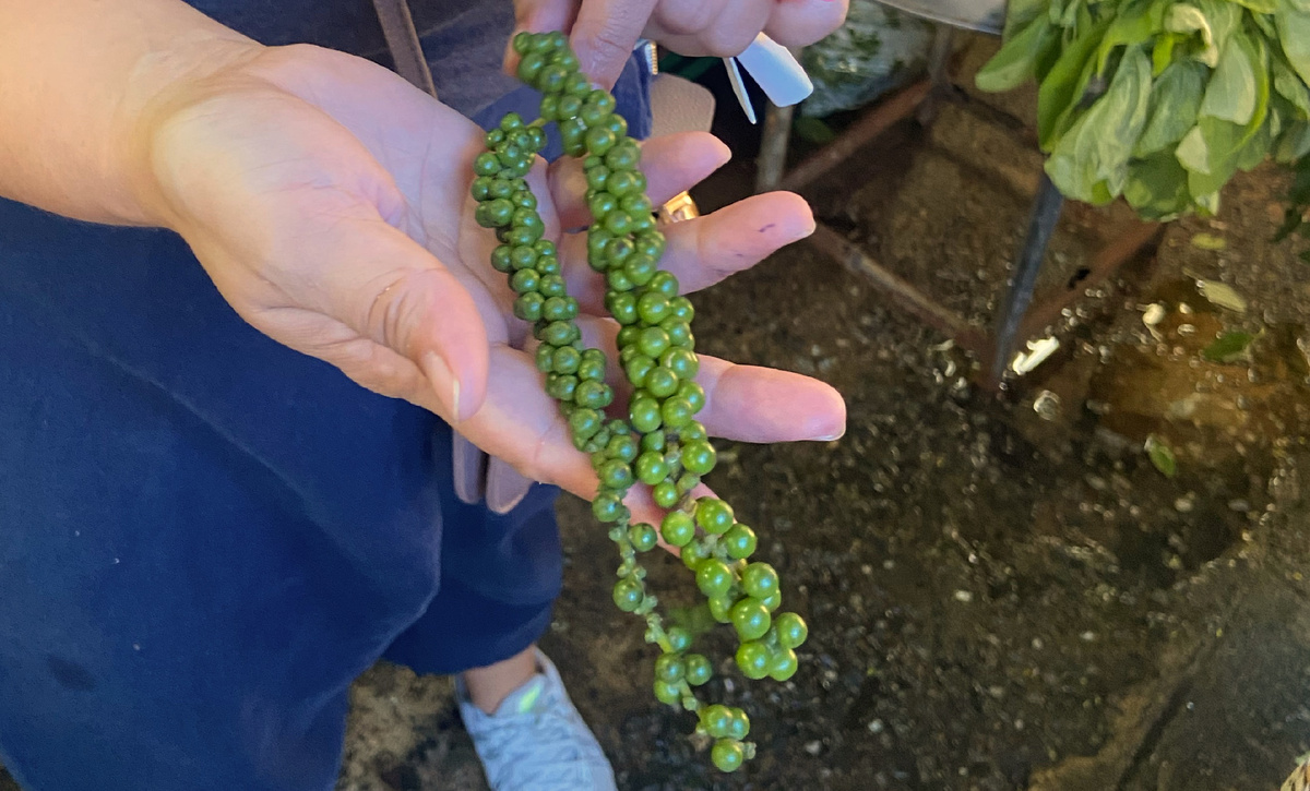 Так выглядит свежий (еще зеленый) черный перец горошком