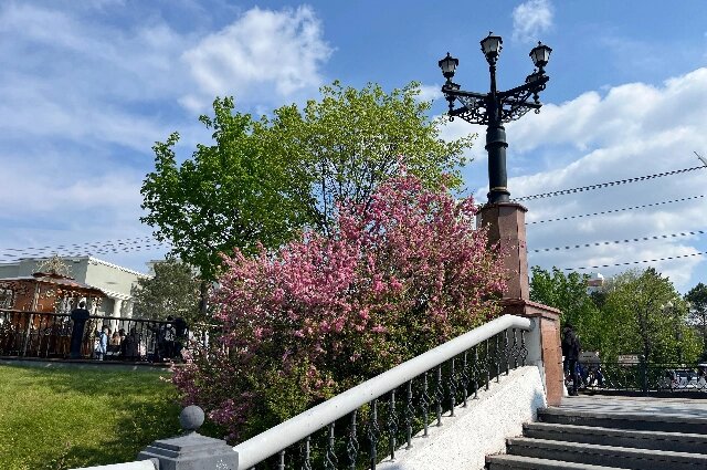    Декоративный миндаль уже растет на набержной Хабаровска, скоро таких красивых кустов там станет больше. Они будут расти на Аллее Дружбы. Фото: «АиФ-Дальинформ»/ Дина Непомнящая