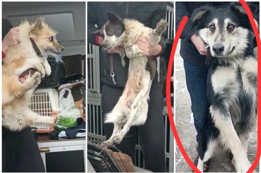 Вот так как трчпичных кукол отловщики доставали их из машины...