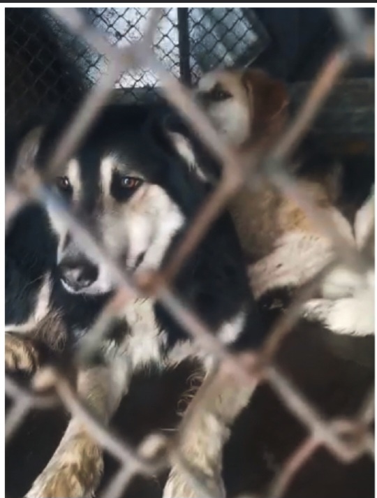 Артур в машине отлова