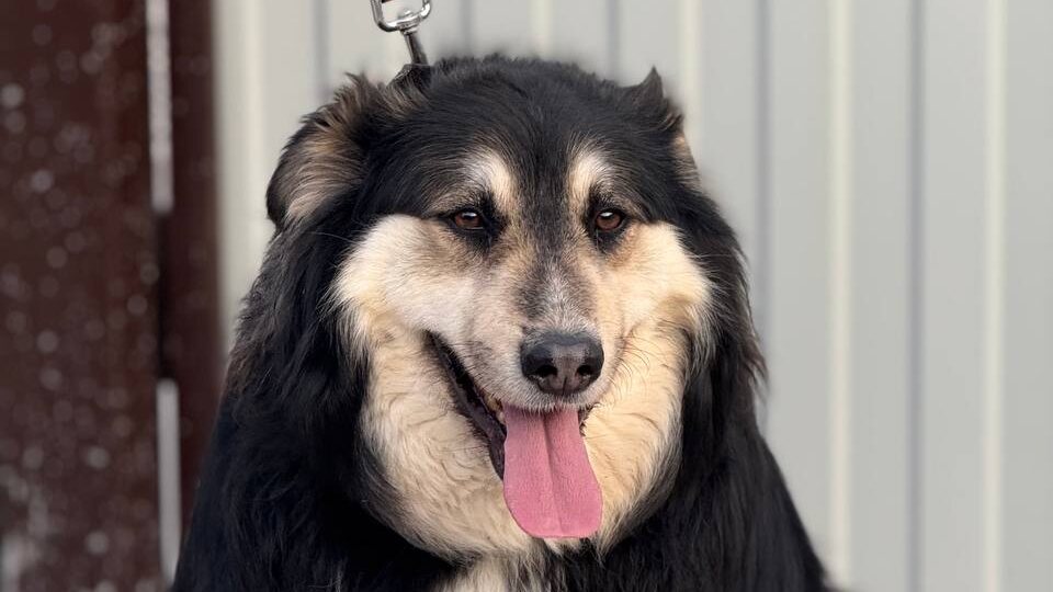 Артурка из усыпалки, "обмытый" несостоявшейся хозяйкой, спустя 2 года