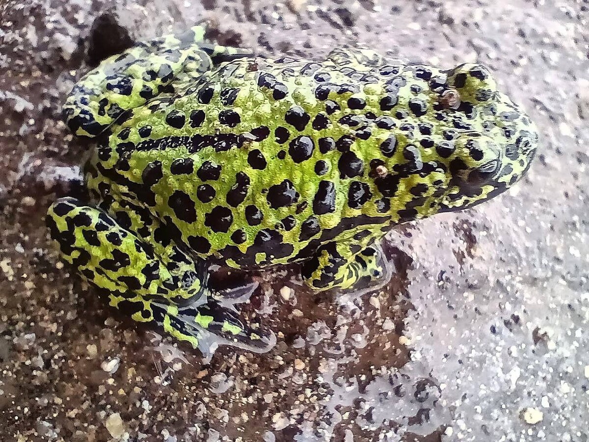     Автор: Илья Плотников Источник: @amurleo_land