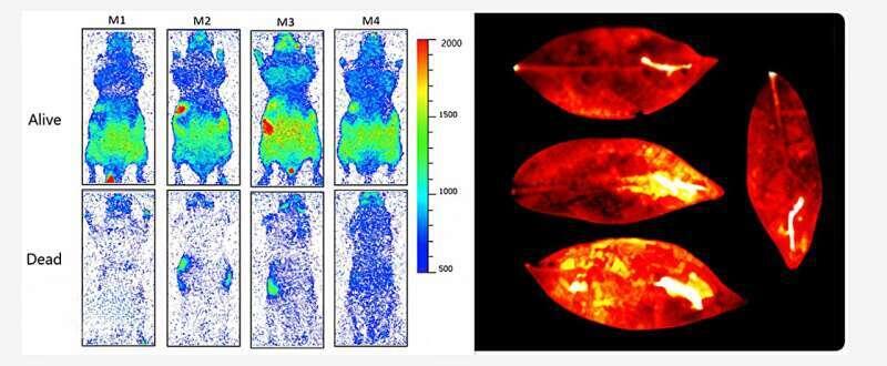    The Journal of Physical Chemistry Letters (2025)