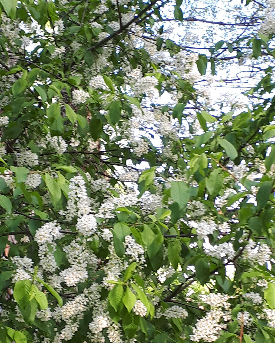 Сирень . Аромат сказочный . Весной очень хочется запечатлеть всю красоту цветения Земли .