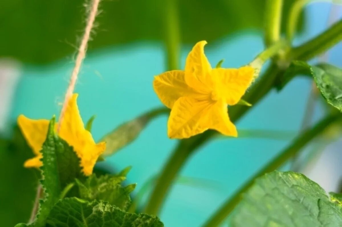    День Иова Горошника: что нельзя делать 19 мая 2025 года, приметы погоды