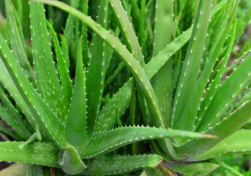 Алоэ проверено .