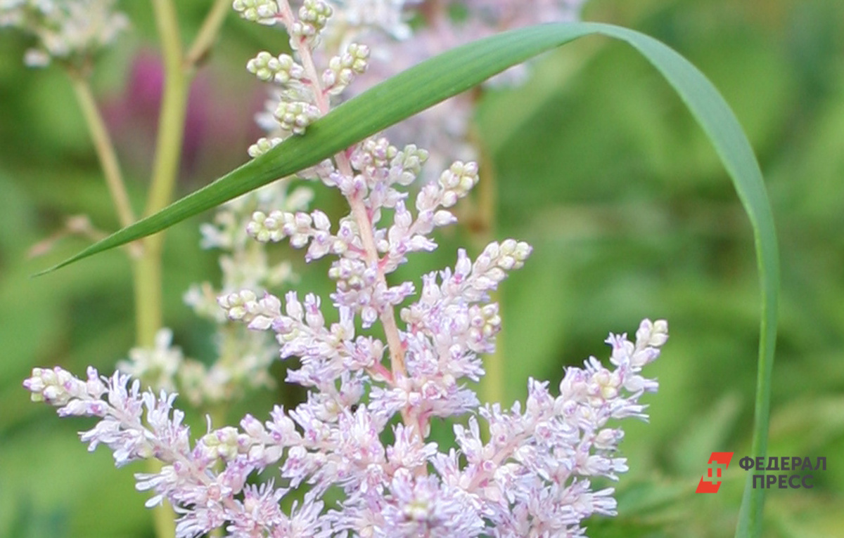 По народным поверьям роса 19 мая считалась особенно целебной.  Фото: Фото: ФедералПресс / Елена Сычева
