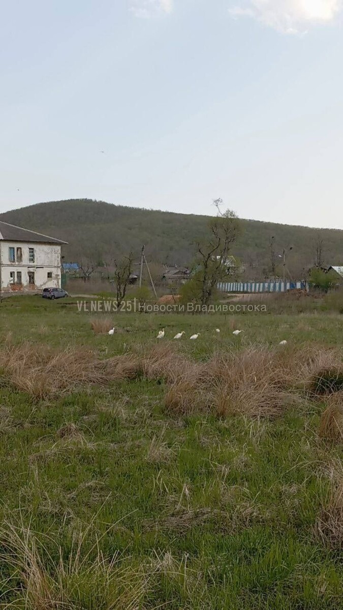     Источник: vlnews25