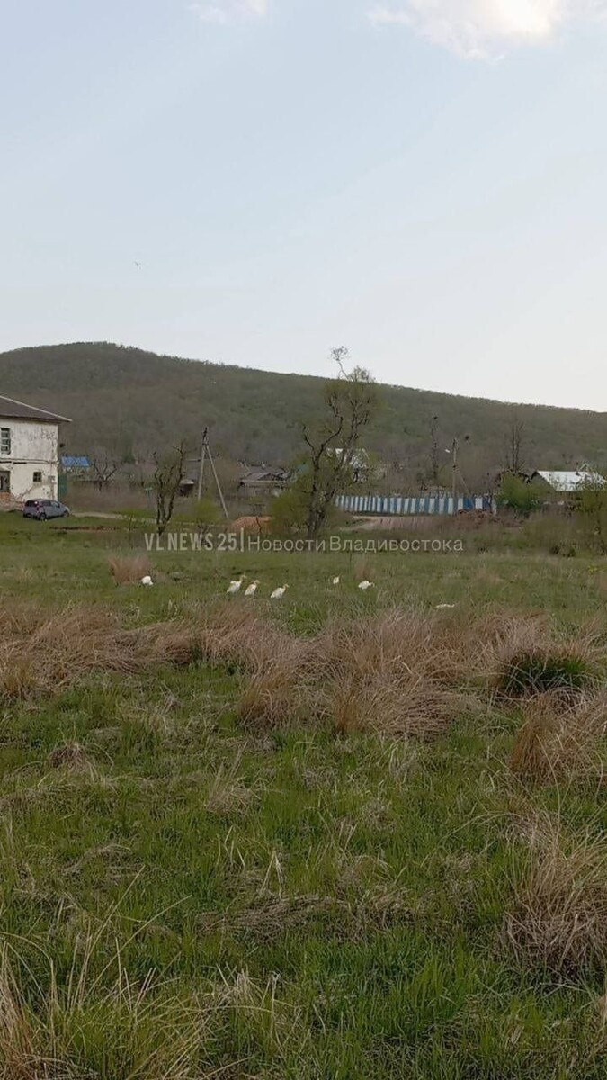     Источник: vlnews25