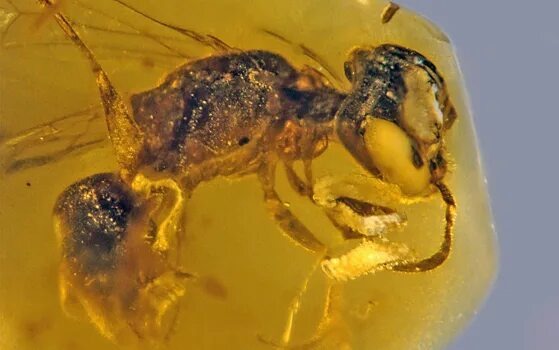 © George Poinar Jr./OSU College of Science