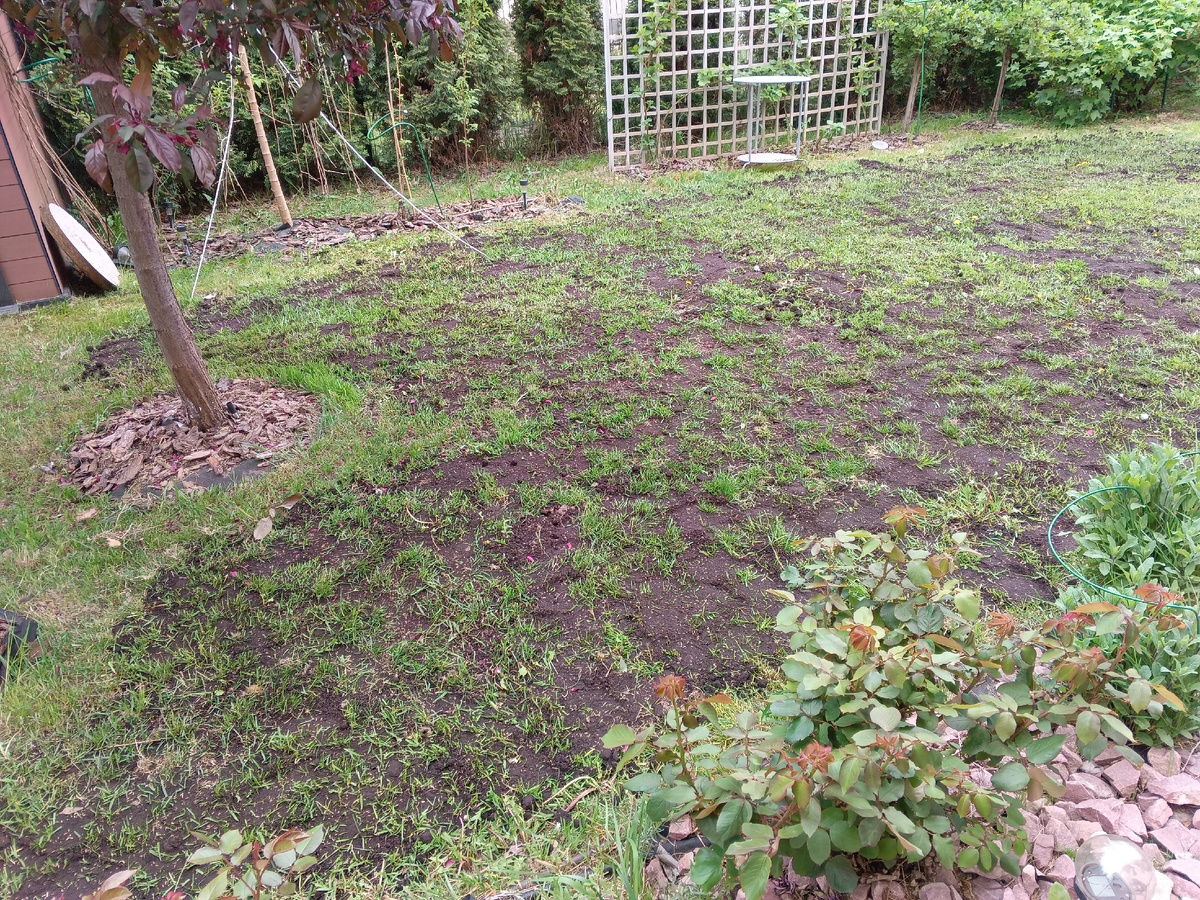 После ЗЕМЛЕВАНИЯ ГАЗОН