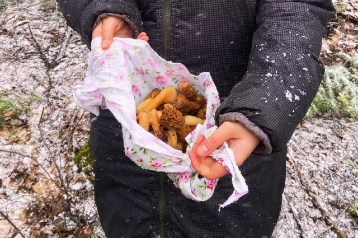    Весенние грибы обычно появляются, когда начинает сходить снег, то есть в апреле-мае