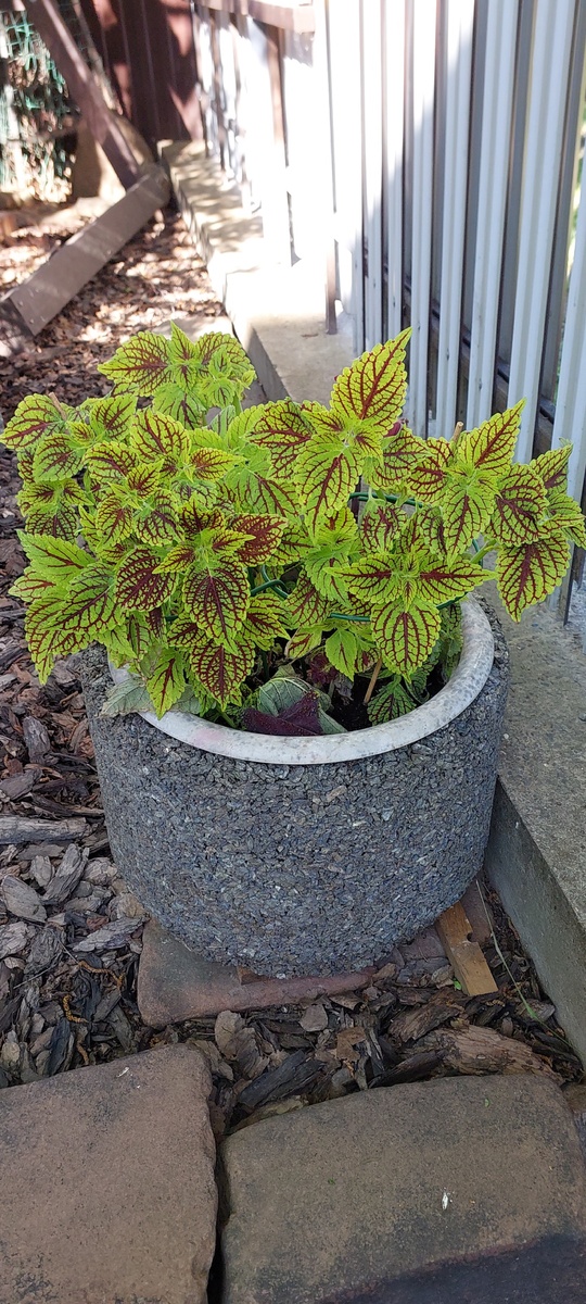 вазон с колеусом