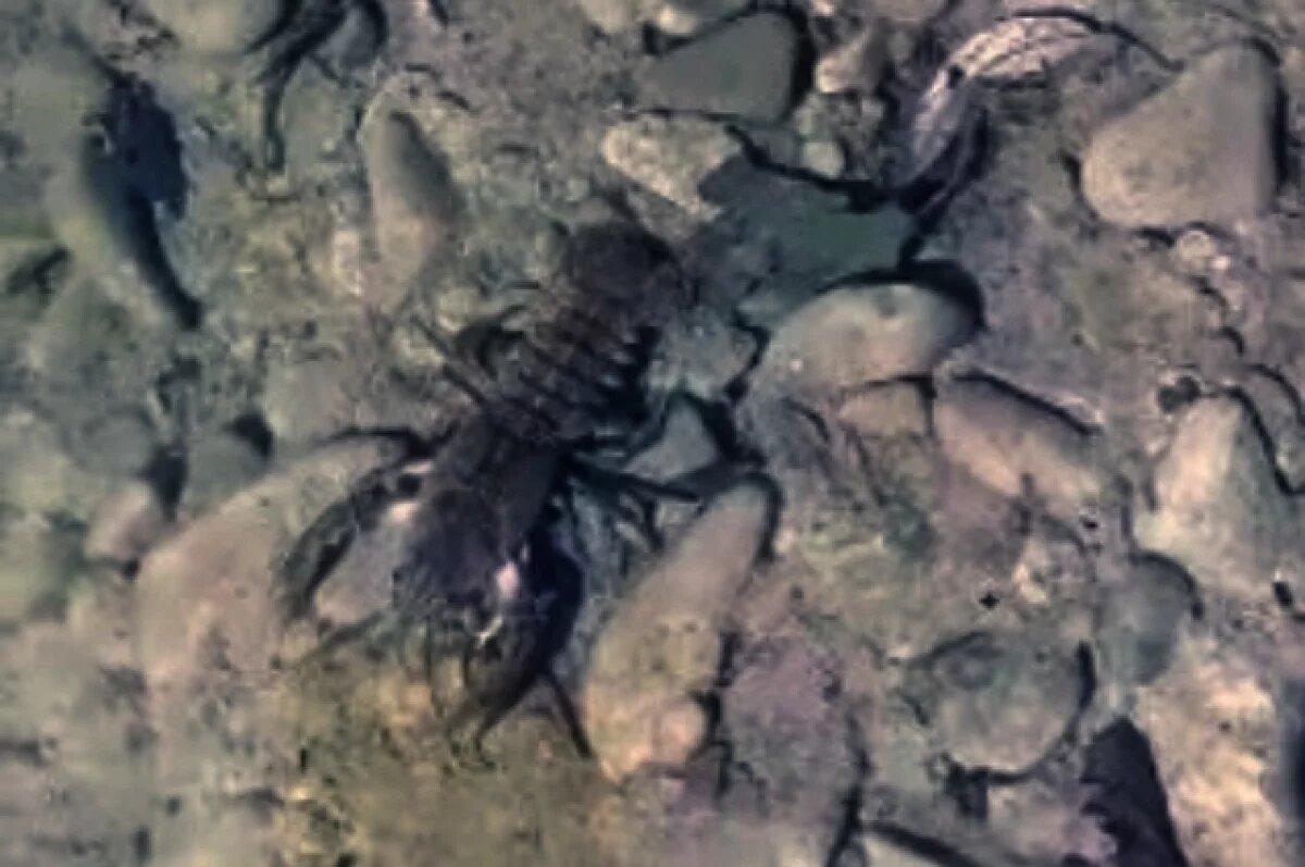    Появление раков в Силинском лесу удивляет учёных Хабаровского края