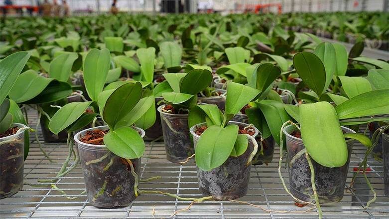    предоставлено холдингом «Горкунов»: Сейчас многие на рынке завистливо вздыхают: надо же, как Горкунову повезло, как он угадал — сделать холдинг с цветами!