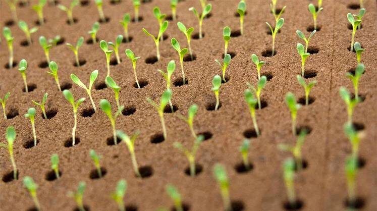    AP/TASS Мировой рынок биоудобрений в 2025 году достигнет 3,8 млрд долларов, биопестицидов — 14 млрд долларов