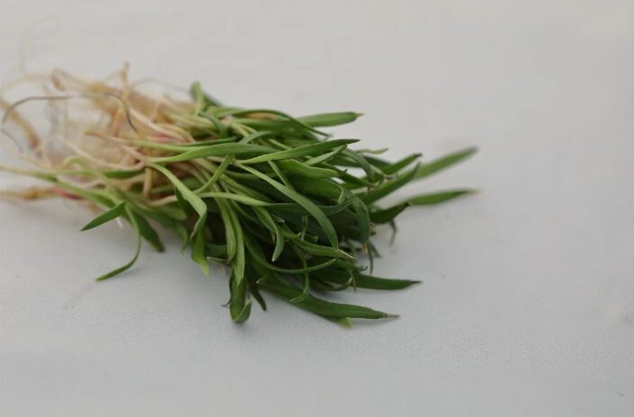 Микрозелень шпинат Гудвин.