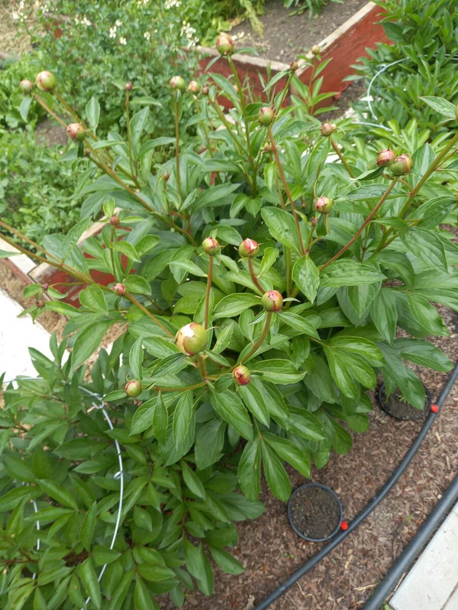 Фото автора.