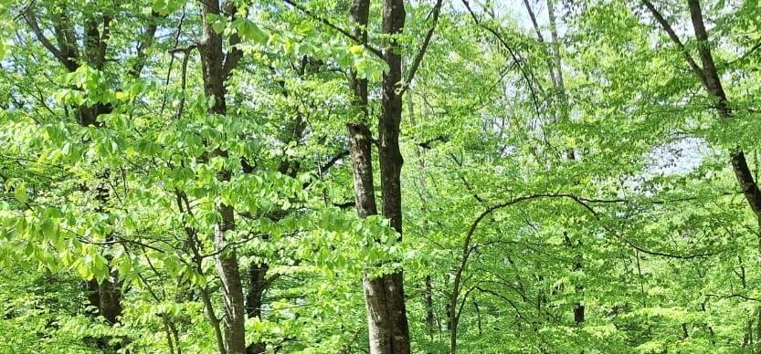 Фото автора.