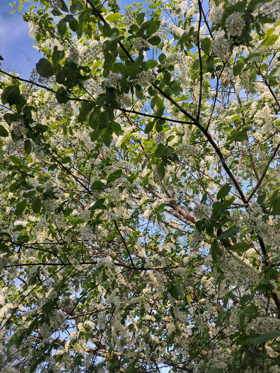 Вот так цветет черемуха, вид из окна.